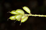 Canadian milkvetch